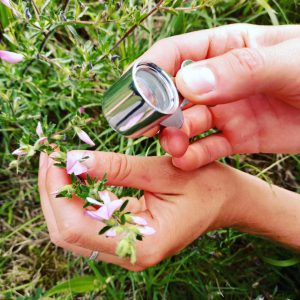 Identification botanique