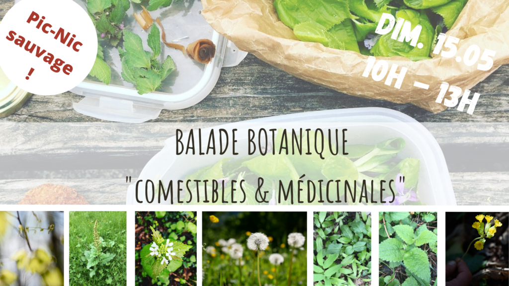 balade botanique - plantes sauvages comestibles - médicinales - herboristerie - nutrition naturelle