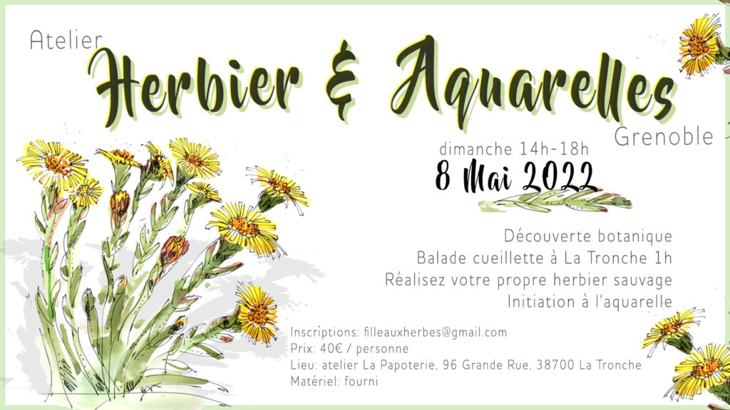 Herbier sauvage & aquarelle botanique - herboristerie - cueillette
