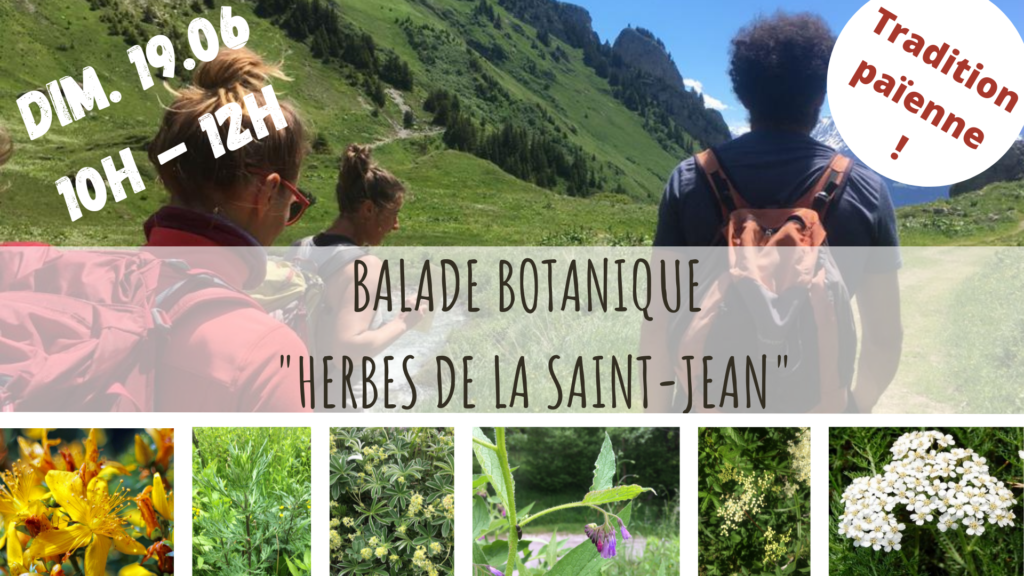 Balade botanique - cueillette - Herbes de la St jean - équinoxe d'été - plantes médicinales