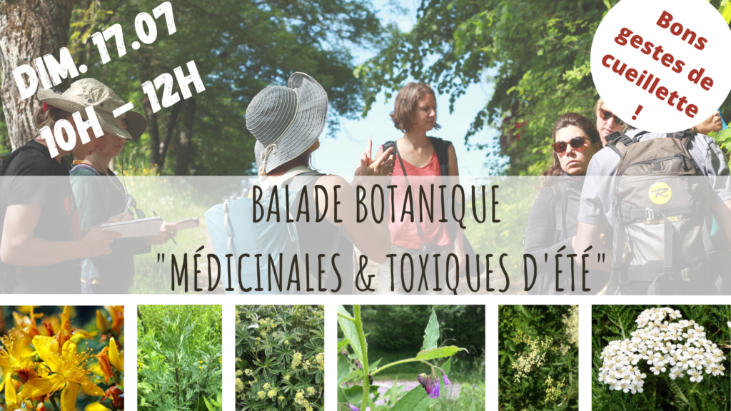 Balade botanique_herboristerie_plantes médicinales_belledonne_grenoble