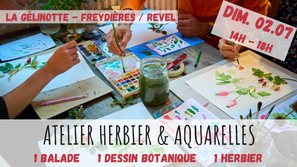 Herbier sauvage & aquarelle botanique - herboristerie - cueillette - art