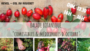 balade botanique - plantes sauvages comestibles & médicinales - Revel - col du Rousset - la fille aux herbes - octobre