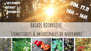 balade botanique - plantes sauvages comestibles & médicinales - Seyssinet - désert de JJ. Rousseau - la fille aux herbes - novembre