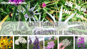 balade botanique - plantes sauvages comestibles & médicinales - Freydières - La Gélinotte Belledonne _ Isère