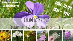 balade botanique - plantes sauvages comestibles & médicinales - Fond de France - gîte La Martinette - la fille aux herbes