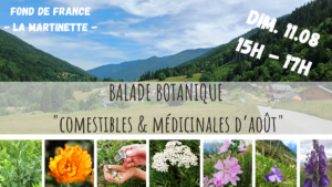 balade botanique - plantes sauvages comestibles & médicinales - Fond de France - gîte La Martinette - la fille aux herbes - aout