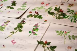 Aquarelles botaniques _ la gelinotte - la Fille aux Herbes - Clémence Floris