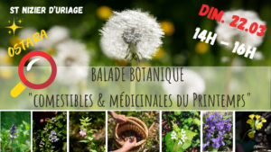 balade botanique_Uriage_mars 2026_la fille aux herbes